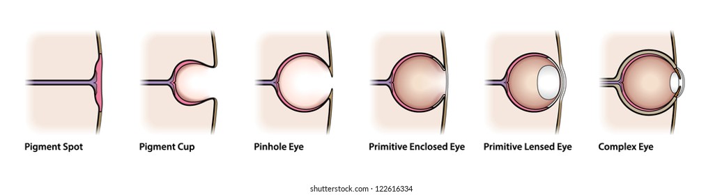 Diagram: Evolution of the eye.