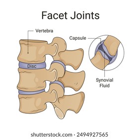 Diagram of the Facet Joints