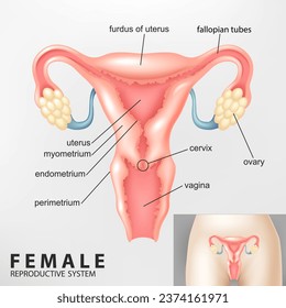 Diagram of Female Reproductive System, Vector Illustration