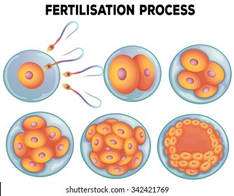 Diagram of fertilisation process illustration