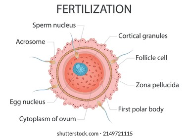 Diagram Fertilization Medical Vector Illustration Isolated Stock Vector ...