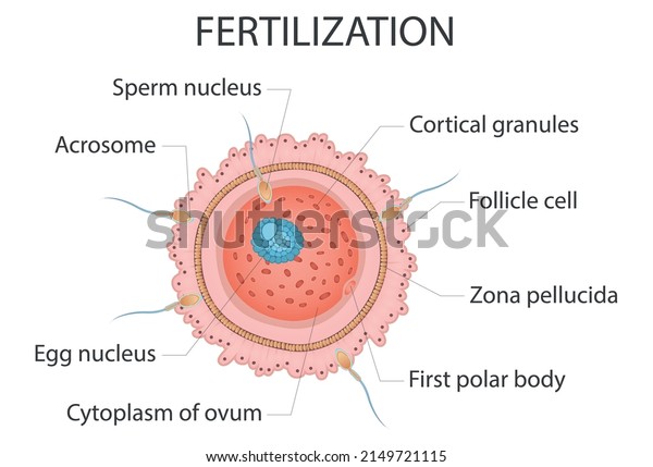 Diagram Fertilization Medical Vector Illustration Isolated Stock Vector ...