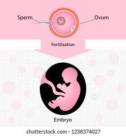 Diagram Fertilization Vector Illustration Eps10 Stock Vector (Royalty ...