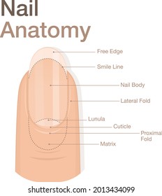 Diagram of finger nail anatomy