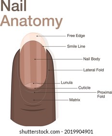 Diagram Of Finger Nail Anatomy Dark Skin Tone