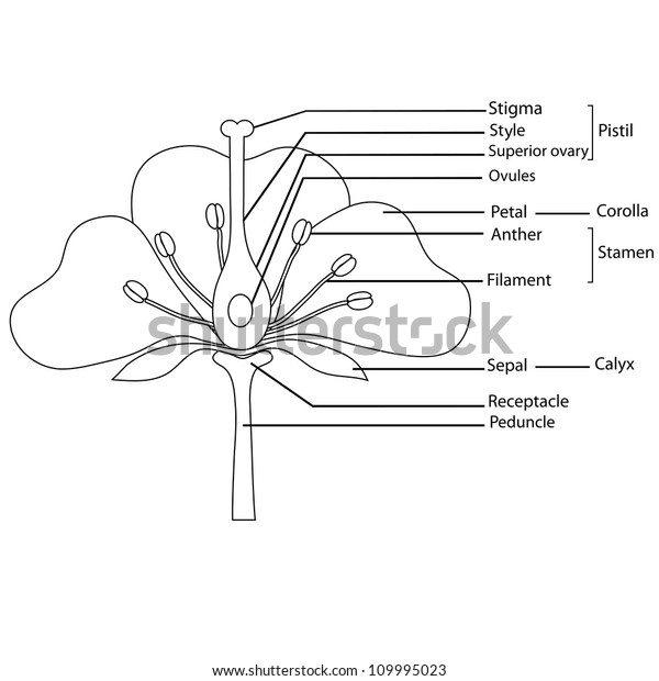 Unlabeled Flower Diagram 101 Clip Art