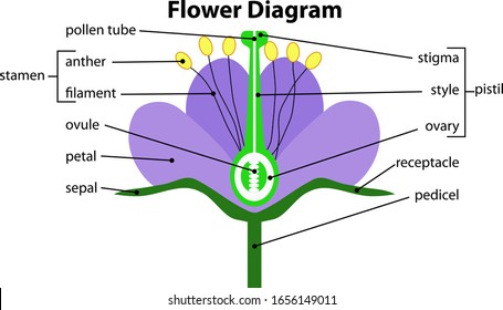 Diagram Flower Structure Stock Vector (Royalty Free) 1656149011 ...