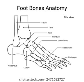 Diagrama de la vista lateral de la anatomía de los huesos del pie con estilo de línea