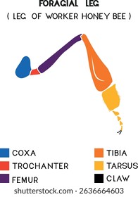 Diagram of foragial leg. Structure of leg of worker honey bee for biology lesson	