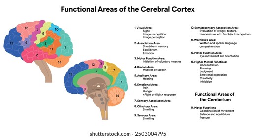 Diagram of functional areas of cerebral cortex human brain anatomy educational 