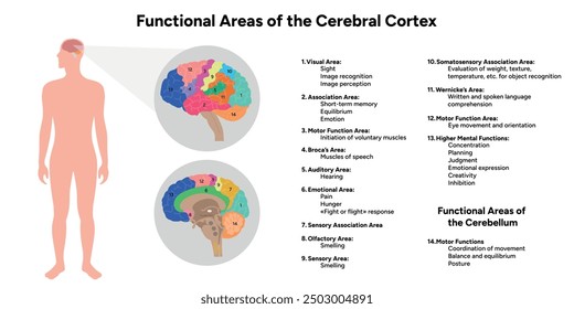 Diagram of functional areas of cerebral cortex human brain anatomy educational 