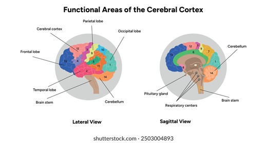 Diagram of functional areas of cerebral cortex human brain anatomy educational 