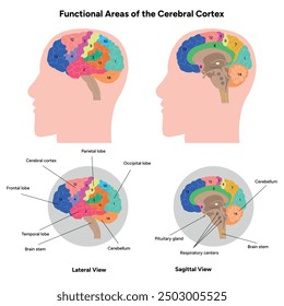 Diagram of functional areas of cerebral cortex human brain anatomy educational 