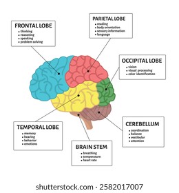 Diagram of the functions of the brain with sections and organ part in label outline