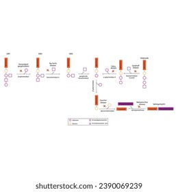 Diagram of Ganglioside, globoside and sphigomyeling breakdown pathways to ceramides and inherited membrane accumulation diseases - Tay Sachs, Gaucher's and more Scientific vector illustration.