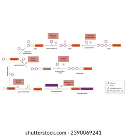 Diagram of Ganglioside, globoside and sphigomyeling breakdown pathways to ceramides and inherited membrane accumulation diseases - Tay Sachs, Gaucher's and more Scientific vector illustration.