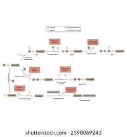 Diagram of Ganglioside, globoside and sphigomyeling breakdown pathways to ceramides and inherited membrane accumulation diseases - Tay Sachs, Gaucher's and more Scientific vector illustration.