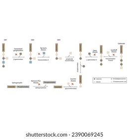 Diagram of Ganglioside, globoside and sphigomyeling breakdown pathways to ceramides and inherited membrane accumulation diseases - Tay Sachs, Gaucher's and more Scientific vector illustration.