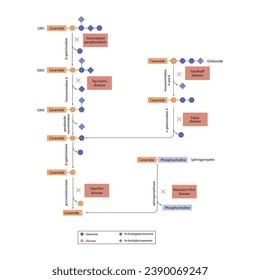 Diagram of Ganglioside, globoside and sphigomyeling breakdown pathways to ceramides and inherited membrane accumulation diseases - Tay Sachs, Gaucher's and more Scientific vector illustration.