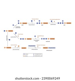 Diagram of Ganglioside, globoside and sphigomyeling breakdown pathways to ceramides and inherited membrane accumulation diseases - Tay Sachs, Gaucher's and more Scientific vector illustration.