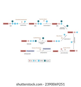 Diagram of Ganglioside, globoside and sphigomyeling breakdown pathways to ceramides and inherited membrane accumulation diseases - Tay Sachs, Gaucher's and more Scientific vector illustration.