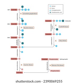 Diagram of Ganglioside, globoside and sphigomyeling breakdown pathways to ceramides and inherited membrane accumulation diseases - Tay Sachs, Gaucher's and more Scientific vector illustration.