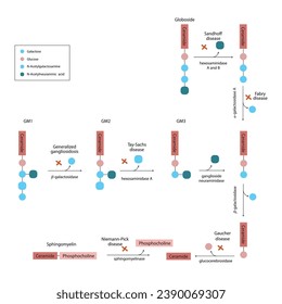 Diagram of Ganglioside, globoside and sphigomyeling breakdown pathways to ceramides and inherited membrane accumulation diseases - Tay Sachs, Gaucher's and more Scientific vector illustration.