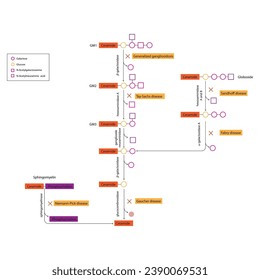 Diagram of Ganglioside, globoside and sphigomyeling breakdown pathways to ceramides and inherited membrane accumulation diseases - Tay Sachs, Gaucher's and more Scientific vector illustration.