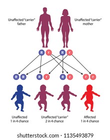 Diagram of the genetic results of offspring from a carrier father and a carrier mother in a recessive genetic disease such as cystic fibrosis