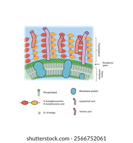 Diagram of Gram positive bacteria envelope, including teichoic and lipoteichoic acids, membrane and proteins. skeletal structure diagram. compound molecule scientific illustration.