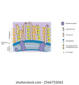 Diagram of Gram positive bacteria envelope, including teichoic and lipoteichoic acids, membrane and proteins. skeletal structure diagram. compound molecule scientific illustration.