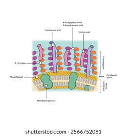 Diagram of Gram positive bacteria envelope, including teichoic and lipoteichoic acids, membrane and proteins. skeletal structure diagram. compound molecule scientific illustration.