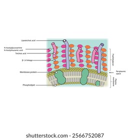 Diagram of Gram positive bacteria envelope, including teichoic and lipoteichoic acids, membrane and proteins. skeletal structure diagram. compound molecule scientific illustration.