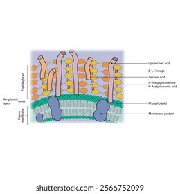 Diagram of Gram positive bacteria envelope, including teichoic and lipoteichoic acids, membrane and proteins. skeletal structure diagram. compound molecule scientific illustration.