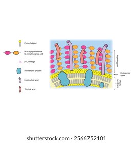 Diagram of Gram positive bacteria envelope, including teichoic and lipoteichoic acids, membrane and proteins. skeletal structure diagram. compound molecule scientific illustration.