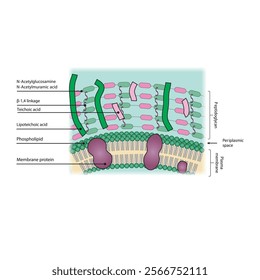 Diagram of Gram positive bacteria envelope, including teichoic and lipoteichoic acids, membrane and proteins. skeletal structure diagram. compound molecule scientific illustration.