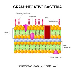 Diagram of Gram-Negative Bacteria Cell Structure