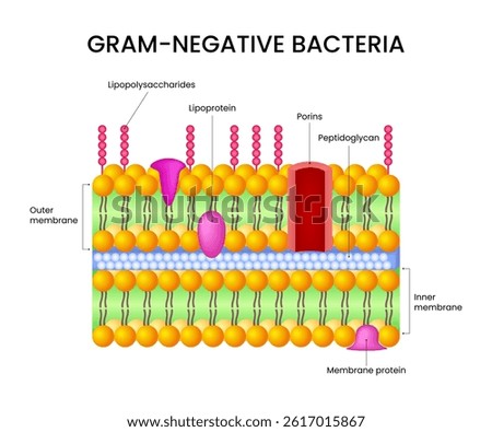 Diagram of Gram-Negative Bacteria Cell Structure