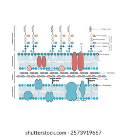 Diagram of gram-negative bacterium (E. coli) cell envelope - inner, outer membrane, LPS, peptidoglycan. Simple schematic illustration.