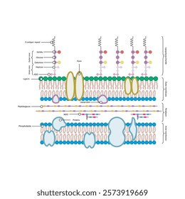 Diagram of gram-negative bacterium (E. coli) cell envelope - inner, outer membrane, LPS, peptidoglycan. Simple schematic illustration.