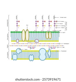 Diagram of gram-negative bacterium (E. coli) cell envelope - inner, outer membrane, LPS, peptidoglycan. Simple schematic illustration.