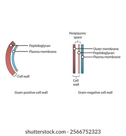 Diagram of Gram-positive and gram-negative cell walls - showing plasma membrane, peptidoglycan, outer membrane, periplasmic space. Simple scientific illustration. skeletal structure diagram. 