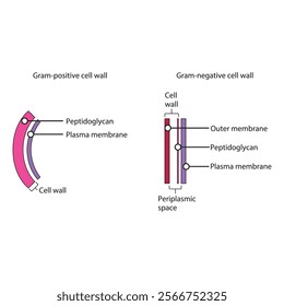 Diagram of Gram-positive and gram-negative cell walls - showing plasma membrane, peptidoglycan, outer membrane, periplasmic space. Simple scientific illustration. skeletal structure diagram. 