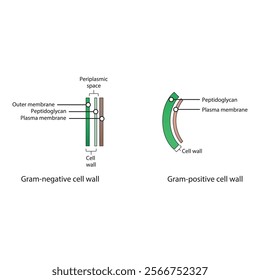 Diagram of Gram-positive and gram-negative cell walls - showing plasma membrane, peptidoglycan, outer membrane, periplasmic space. Simple scientific illustration. skeletal structure diagram. 