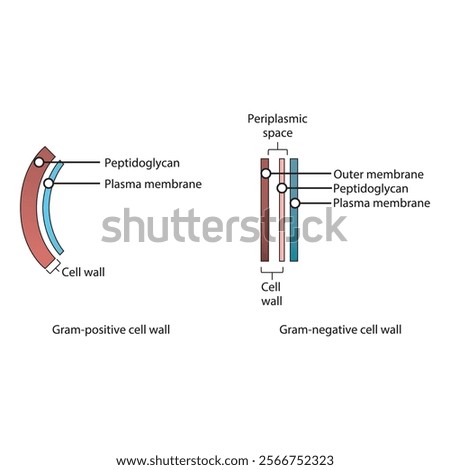 Diagram of Gram-positive and gram-negative cell walls - showing plasma membrane, peptidoglycan, outer membrane, periplasmic space. Simple scientific illustration. skeletal structure diagram. 