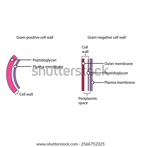 Diagram of Gram-positive and gram-negative cell walls - showing plasma membrane, peptidoglycan, outer membrane, periplasmic space. Simple scientific illustration. skeletal structure diagram. 