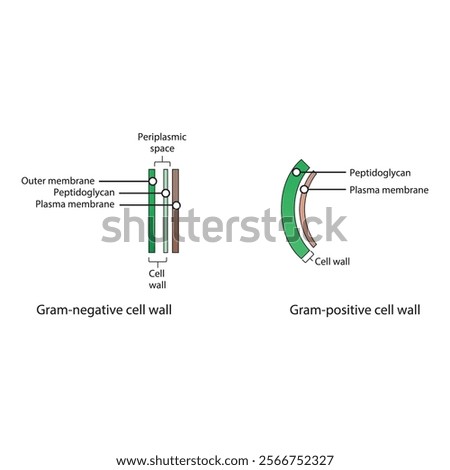 Diagram of Gram-positive and gram-negative cell walls - showing plasma membrane, peptidoglycan, outer membrane, periplasmic space. Simple scientific illustration. skeletal structure diagram. 