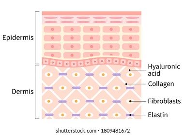 diagram of healthy skin cell and layer. Beauty skin care concept