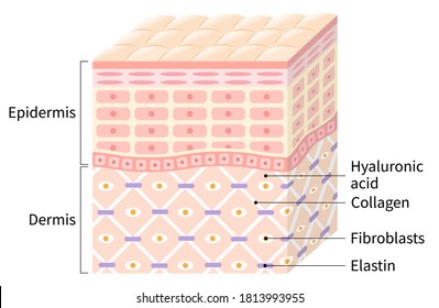 Diagram Of Healthy Skin Cell And Layer. Beauty Skin Care Concept