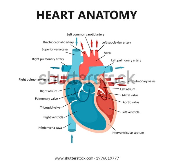 Diagram Heart Blood Flow Closeup Cardiology Stock Vector (Royalty Free ...